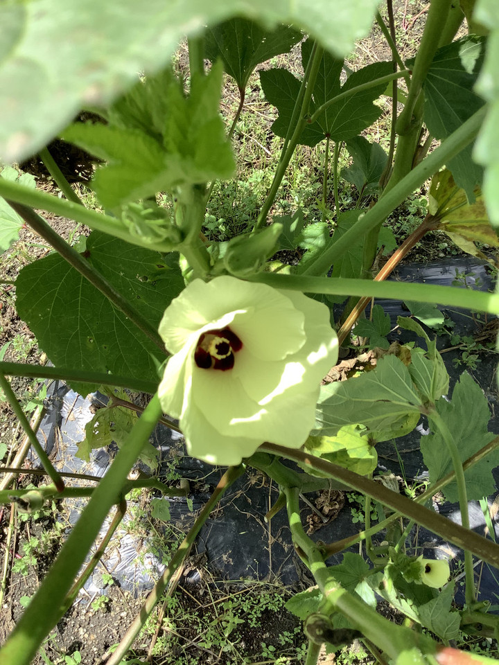 0ca40e3d576243f3b79c0cafcf6bde6f