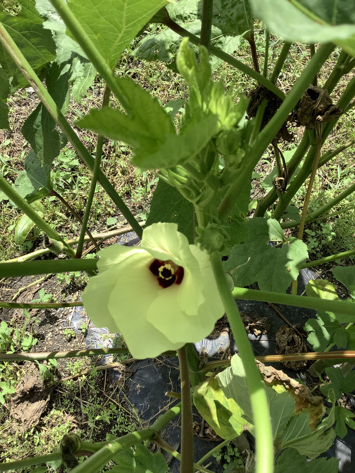 7ea91d1118b3448286d788ad79ec6977