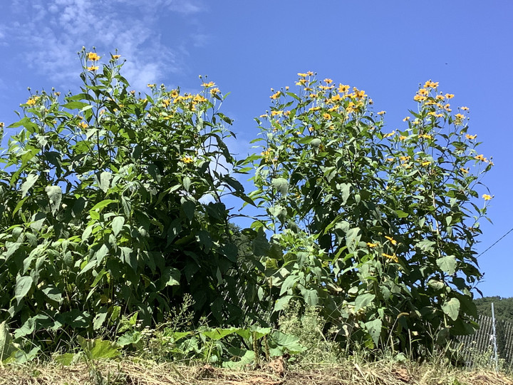 6ec4fa5d1a9641d793122f24caaf1a3d