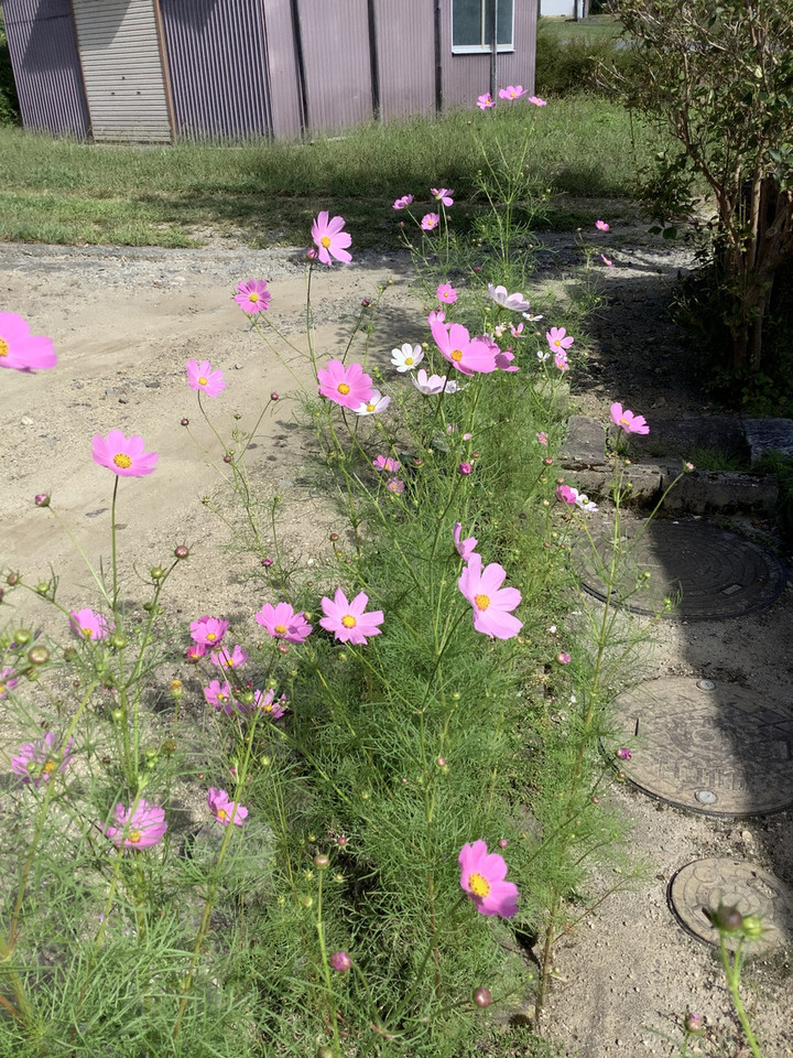 A0c44c97f2244f14925a2aa276dee978