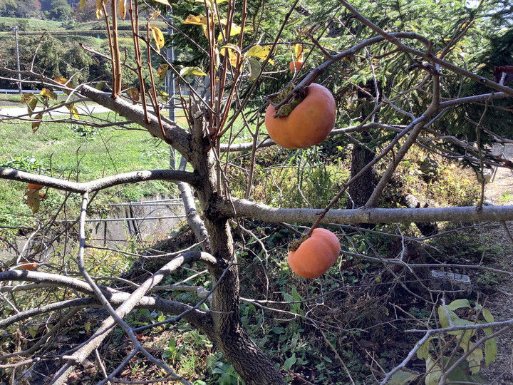 341ec61138c44d1da7aa21be5fa83aa2