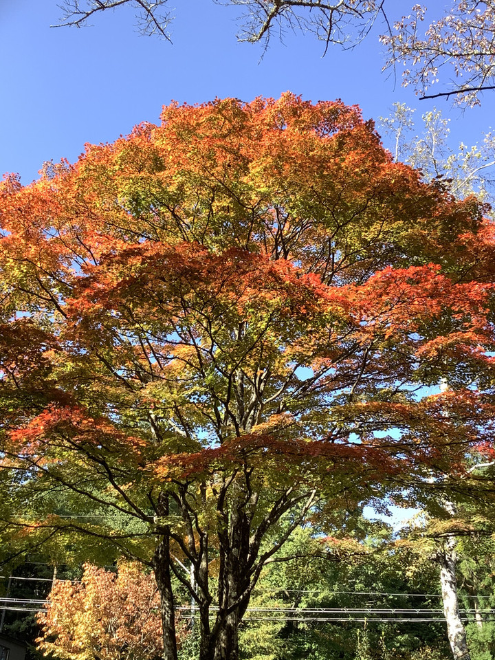 192c660612364fecb2ade1aa718b43b2