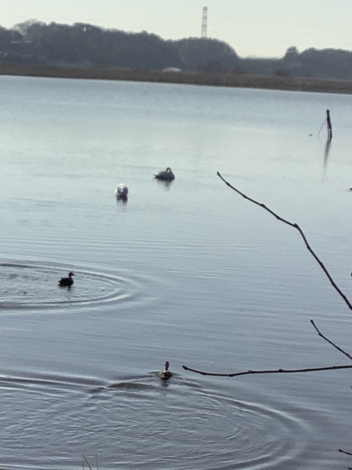 E10272288a814bffa53a8e2bbf0f3672