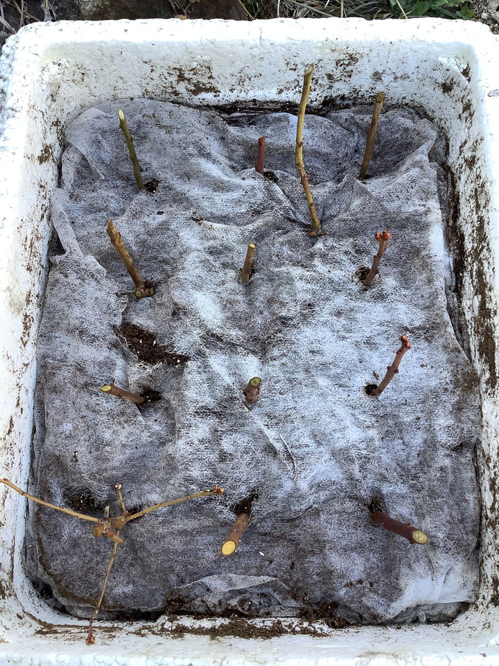 C3fd986f24264824a14117b6f3cb82f9