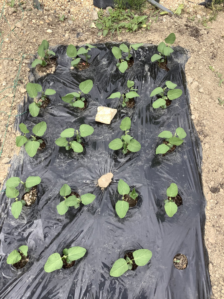 D85cd224d9ed4220bb228fbcfc751b3e