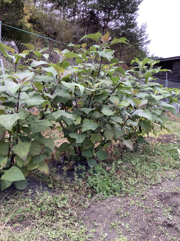 431bd0b648c84f93b70969106a9e2d84