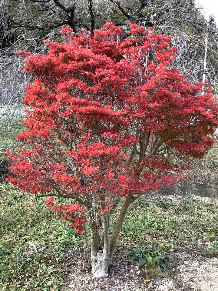 1c4e46eb428046548473519fee19eb77