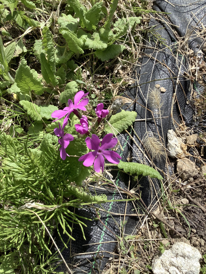 6d887bb4324e48e380e463ef957b435b