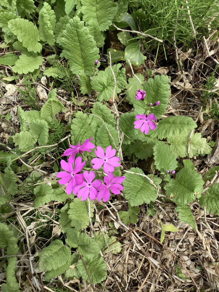 10dde82156fa435b9b82a84675bd8b0a