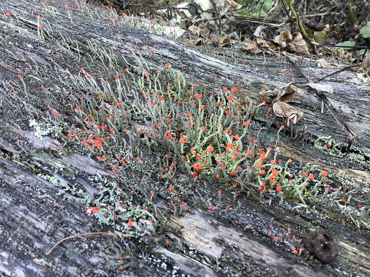 A8514feaf4aa4729bdf54a0d459ec2af