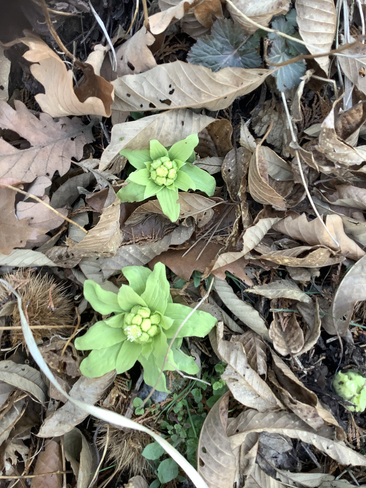 A929197f6f41476685045bc37b57761f